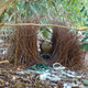 Männliche Laubenvögel bauen aufwendige Balzplätze und dekorieren diese anschließend für die Weibchen. - Bild: Caitlin Evans/University of Exeter/dpa
