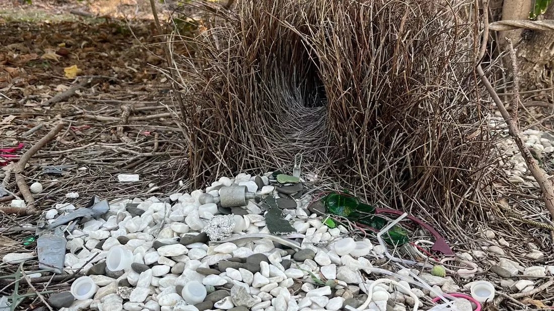 Das ungewöhnliche Balzverhalten von Laubenvögeln ist weltbekannt. - Bild: Caitlin Evans/University of Exeter/dpa