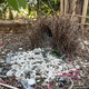 Das ungewöhnliche Balzverhalten von Laubenvögeln ist weltbekannt. - Bild: Caitlin Evans/University of Exeter/dpa