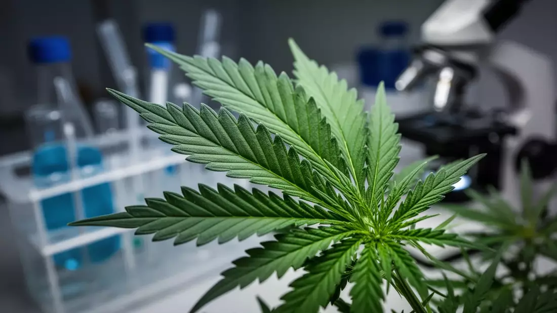 Cannabis-Studie: CBD und THC reduzieren Glioblastom-Volumen um 981 mm³ - Bild: über boerse-global.de