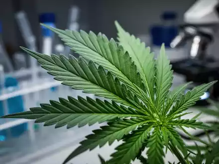 Cannabis-Studie: CBD und THC reduzieren Glioblastom-Volumen um 981 mm³ - Foto: über boerse-global.de