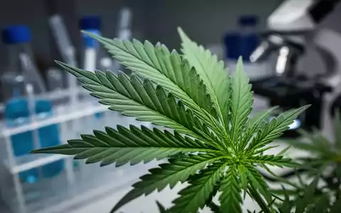 Cannabis-Studie: CBD und THC reduzieren Glioblastom-Volumen um 981 mm³ - Foto: über boerse-global.de