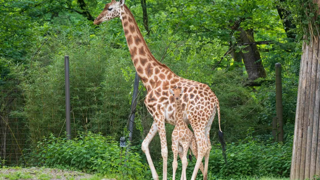 Zoos retten Arten - weltweit: VdZ-Jahrestagung zieht Bilanz eines globalen Netzwerks / 59 Millionen Euro in fünf Jahren, 155 Projekte, 55 Länder: Moderne Zoos gestalten internationalen Artenschutz mit - Bild: presseportal.de