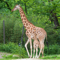 Zoos retten Arten - weltweit: VdZ-Jahrestagung zieht Bilanz eines globalen Netzwerks / 59 Millionen Euro in fünf Jahren, 155 Projekte, 55 Länder: Moderne Zoos gestalten internationalen Artenschutz mit - Foto: presseportal.de