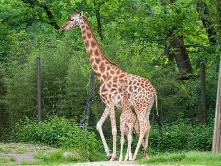 Zoos retten Arten - weltweit: VdZ-Jahrestagung zieht Bilanz eines globalen Netzwerks / 59 Millionen Euro in fünf Jahren, 155 Projekte, 55 Länder: Moderne Zoos gestalten internationalen Artenschutz mit - Foto: presseportal.de