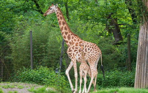 Zoos retten Arten - weltweit: VdZ-Jahrestagung zieht Bilanz eines globalen Netzwerks / 59 Millionen Euro in fünf Jahren, 155 Projekte, 55 Länder: Moderne Zoos gestalten internationalen Artenschutz mit - Bild: presseportal.de