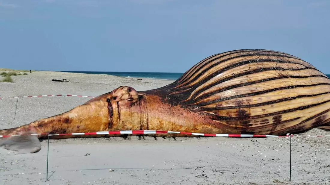 Der tote Wal und ein Container am Strand der Insel Anholt. - Bild: Kai Moorschlatt/dpa