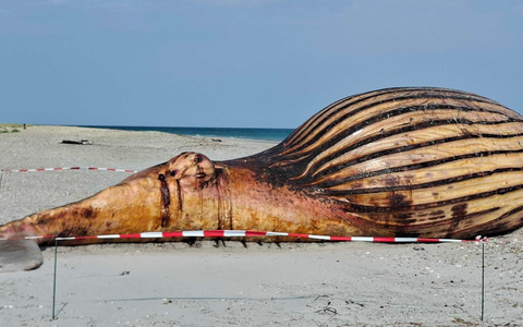 Der tote Wal und ein Container am Strand der Insel Anholt. - Bild: Kai Moorschlatt/dpa