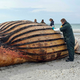 Die Obduktion des als «Timmy» bekannten Buckelwals am Strand der Insel Anholt hat begonnen. - Bild: Kai Moorschlatt/dpa