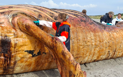Fachleute obduzieren den als «Timmy» bekannten Buckelwal am Strand der Insel Anholt. - Bild: Kai Moorschlatt/dpa