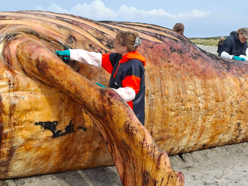 Fachleute obduzieren den als «Timmy» bekannten Buckelwal am Strand der Insel Anholt. - Foto: Kai Moorschlatt/dpa