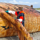 Fachleute obduzieren den als «Timmy» bekannten Buckelwal am Strand der Insel Anholt. - Bild: Kai Moorschlatt/dpa