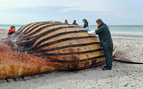 Experten bei der Obduktion des Buckelwals am Strand der Insel Anholt. - Bild: Kai Moorschlatt/dpa
