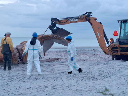 Ein Bagger hievte immer wieder Teile des Wals in Richtung der Container. - Foto: Kai Moorschlatt/dpa