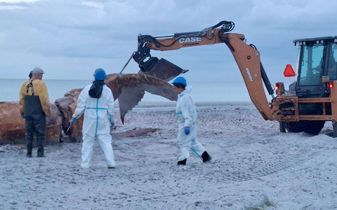 Ein Bagger hievte immer wieder Teile des Wals in Richtung der Container.  - Bild: Kai Moorschlatt/dpa
