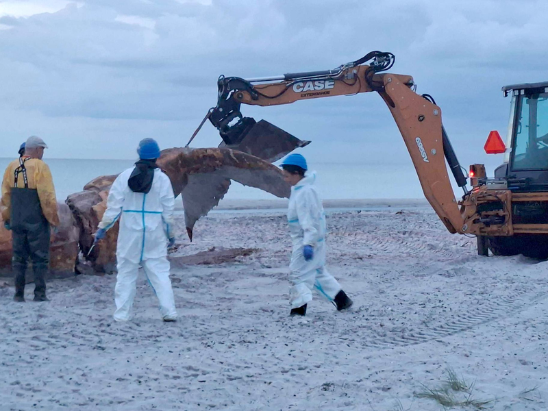 Ein Bagger hievte immer wieder Teile des Wals in Richtung der Container.  - Foto: Kai Moorschlatt/dpa