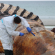 Nach und nach wurde das Tier untersucht und zerlegt.  - Bild: Kai Moorschlatt/dpa