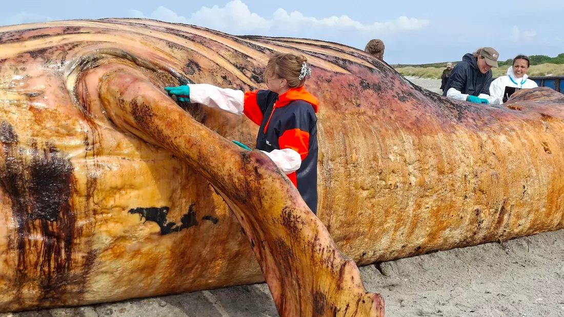 Fachleute obduzierten den als «Timmy» bekannten Buckelwal am Strand der Insel Anholt. - Bild: Kai Moorschlatt/dpa