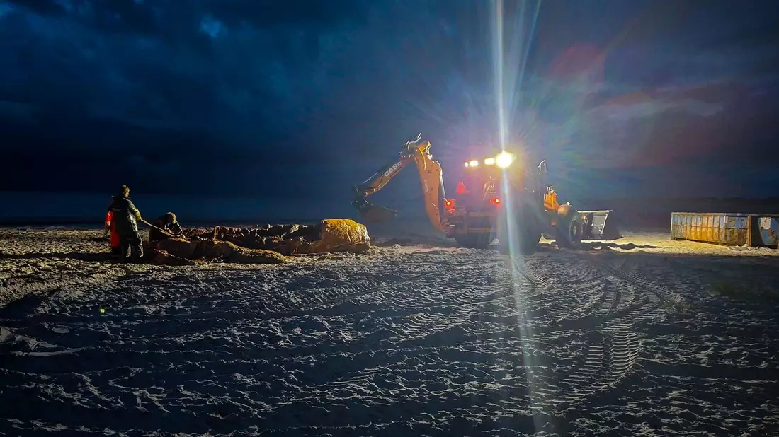 Noch in der Dunkelheit wurde im Zuge der Obduktion des Buckelwals gearbeitet. - Bild: Kai Moorschlatt/dpa