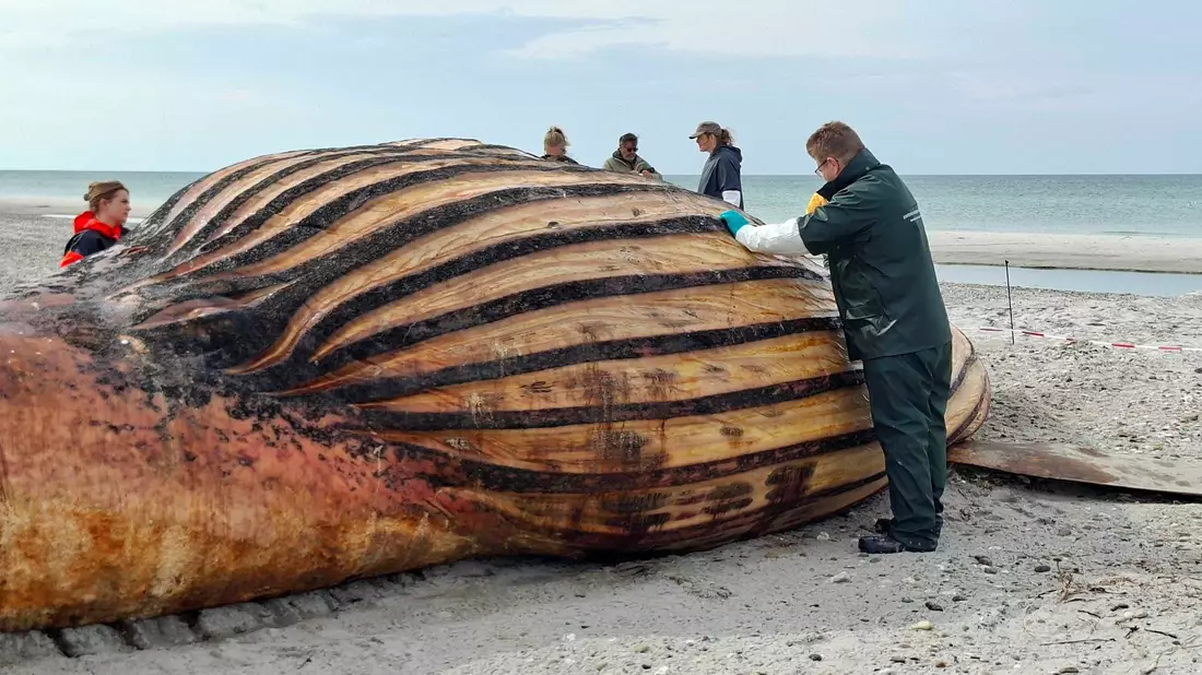 Experten bei der Obduktion des Buckelwals am Strand der Insel Anholt. - Bild: Kai Moorschlatt/dpa