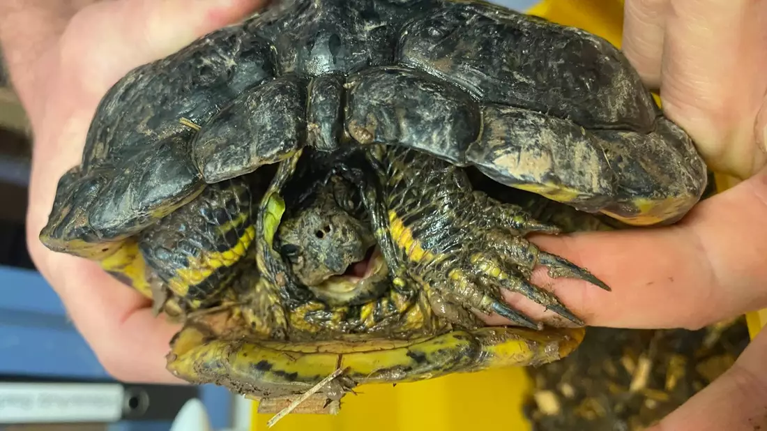 POL-OH: Wasserschildkröte in Maberzell gefunden - Bild: presseportal.de