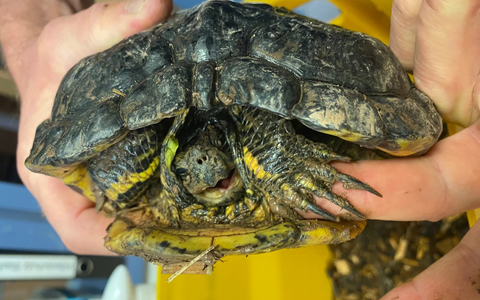 POL-OH: Wasserschildkröte in Maberzell gefunden - Bild: presseportal.de