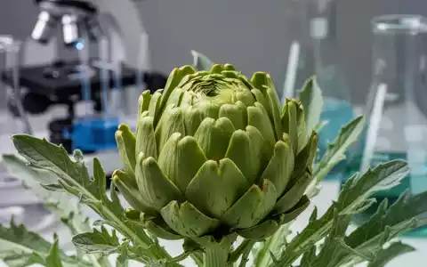 Nahaufnahme eines Artischockenherzens mit Blättern im Vordergrund, unscharfe Laborgeräte im Hintergrund. - Foto: über boerse-global.de