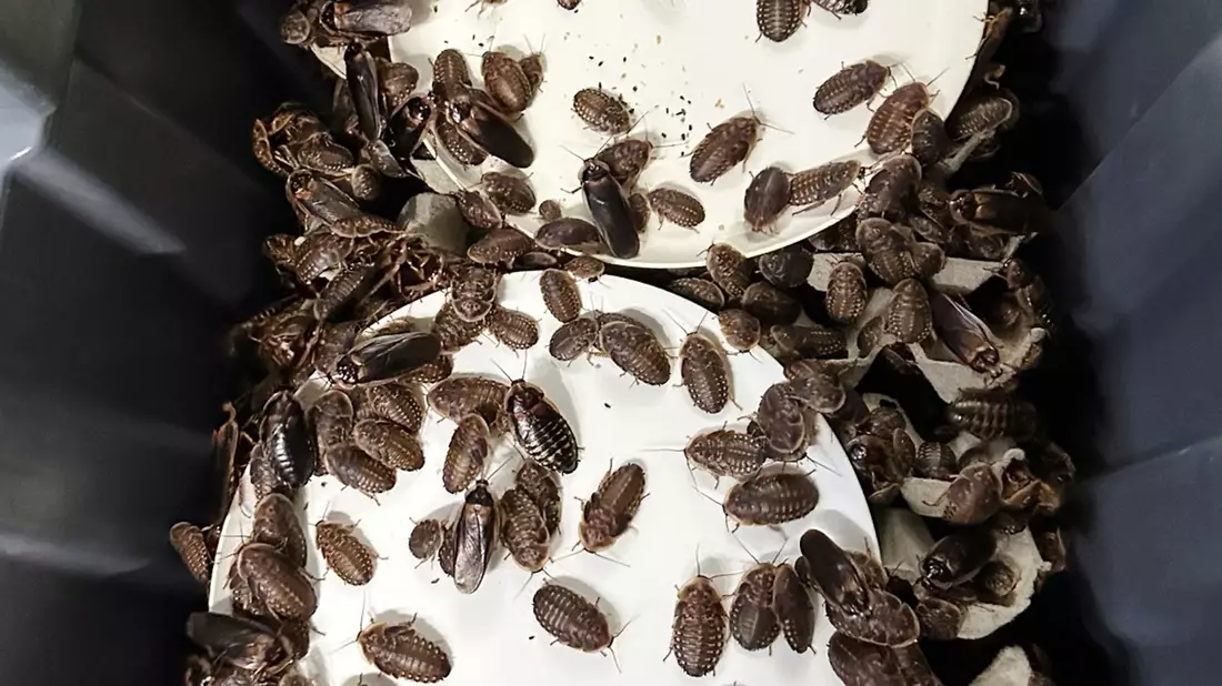 Australien verbietet das Züchten exotischer Arten größtenteils - aus Sorge um seine einzigartige Tierwelt. - Bild: Australian Department of Climate Change/AP/dpa