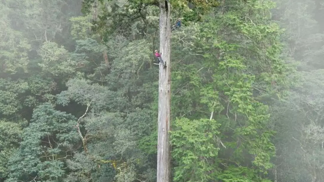 Der 84,1 Meter hohe Baum gilt als höchster bekannter Baum Ostasiens. - Bild: Steven Pearce/Taiwan Forestry Research Institute/Eurekalert/dpa