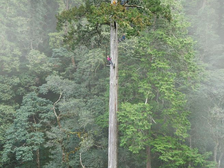 Der 84,1 Meter hohe Baum gilt als höchster bekannter Baum Ostasiens. - Foto: Steven Pearce/Taiwan Forestry Research Institute/Eurekalert/dpa