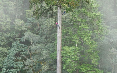 Der 84,1 Meter hohe Baum gilt als höchster bekannter Baum Ostasiens. - Bild: Steven Pearce/Taiwan Forestry Research Institute/Eurekalert/dpa
