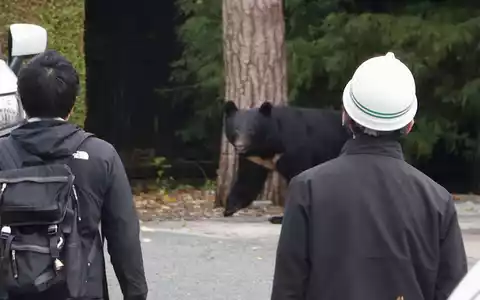 In Japan kommt es seit Jahren vermehrt zu gefährlichen Begegnungen zwischen Bären und Menschen. So wie hier in der Präfektur Iwate. In Fukushima hat nun ein Schwarzbär mehrere Menschen angegriffen. (Archivbild) - Foto: Uncredited/kyodo/dpa