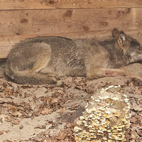 Bisher konnten weder der Wolf noch das Halsband mit seinem Sender gefunden werden. (Archivbild) - Foto: Umweltbehörde Hamburg/dpa
