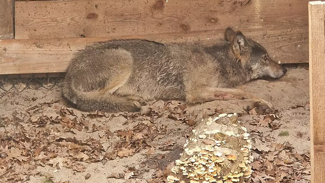 Bisher konnten weder der Wolf noch das Halsband mit seinem Sender gefunden werden. (Archivbild) - Bild: Umweltbehörde Hamburg/dpa