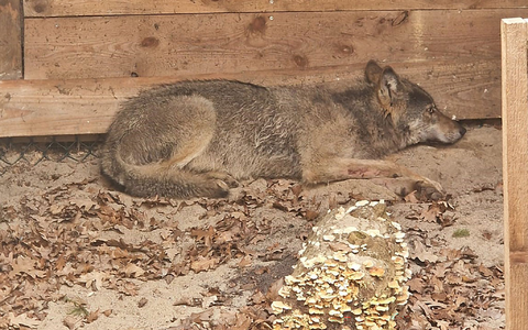 Bisher konnten weder der Wolf noch das Halsband mit seinem Sender gefunden werden. (Archivbild) - Bild: Umweltbehörde Hamburg/dpa