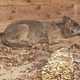 Bisher konnten weder der Wolf noch das Halsband mit seinem Sender gefunden werden. (Archivbild) - Bild: Umweltbehörde Hamburg/dpa