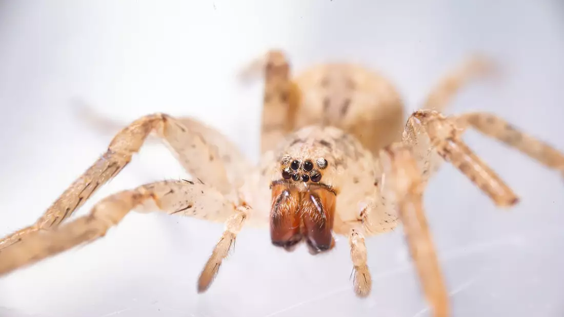 Die aus dem Mittelmeerraum stammende Spinne kommt inzwischen auch in Norddeutschland vor. (Archivbild)  - Bild: Benjamin Westhoff/dpa