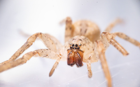 Die aus dem Mittelmeerraum stammende Spinne kommt inzwischen auch in Norddeutschland vor. (Archivbild)  - Bild: Benjamin Westhoff/dpa