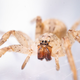 Die aus dem Mittelmeerraum stammende Spinne kommt inzwischen auch in Norddeutschland vor. (Archivbild)  - Bild: Benjamin Westhoff/dpa
