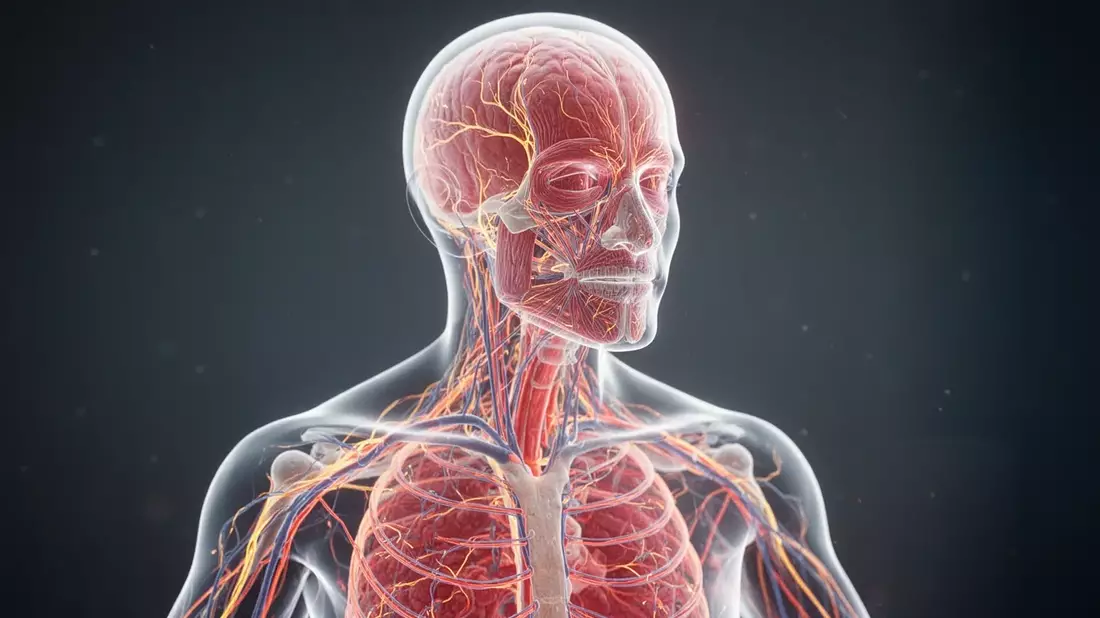 Körpergedächtnis bei Schmerzen: Neue Therapieansätze und App-Erstattung