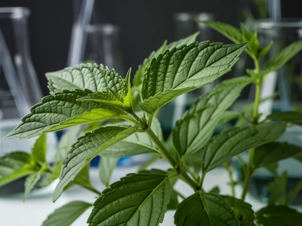 Nahaufnahme von grünen Clinacanthus nutans Blättern mit verschwommenen Laborgeräten im Hintergrund, die medizinische Forschung andeuten. - Foto: über boerse-global.de