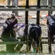 Aus Sicherheitskreisen heißt es, die Vorgehensweise deute auf linksextremistische Täter hin. - Bild: Christoph Schmidt/dpa