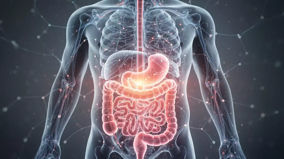 Vagusnerv: Neue Forschung zu Darm-Hirn-Achse und Immunsystem