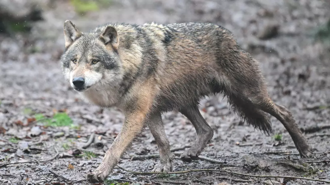 Inzwischen leben 350 Wölfe in der Schweiz. (Symbolfoto)  - Bild: Bernd Weißbrod/dpa
