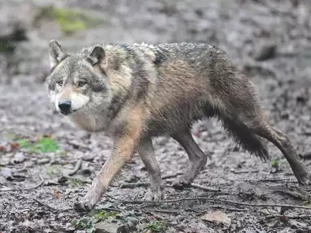 Inzwischen leben 350 Wölfe in der Schweiz. (Symbolfoto) - Foto: Bernd Weißbrod/dpa