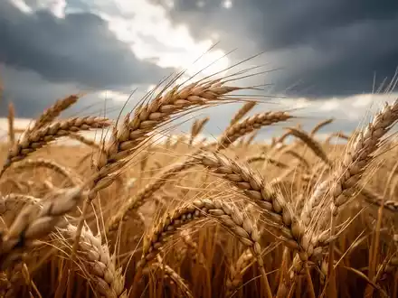 Nahaufnahme von goldenen Weizenähren auf einem Feld unter einem dramatischen Himmel, die Wachstum und Marktstärke symbolisieren. - Foto: über boerse-global.de