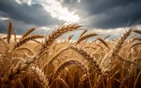 Nahaufnahme von goldenen Weizenähren auf einem Feld unter einem dramatischen Himmel, die Wachstum und Marktstärke symbolisieren. - Foto: über boerse-global.de