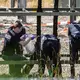 Die Ermittler gehen allen Hinweisen und Spuren nach.  - Bild: Christoph Schmidt/dpa