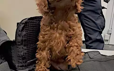 HZA-D: Quarantäne für Hund und Katze/Zoll am Düsseldorfer Flughafen stoppt Tierschmuggler - Foto: presseportal.de