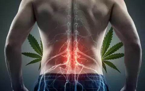 Rücken eines Menschen mit leuchtenden Nervenbahnen, die chronische Schmerzen symbolisieren, und einem Cannabisblatt im Hintergrund. - Foto: über boerse-global.de